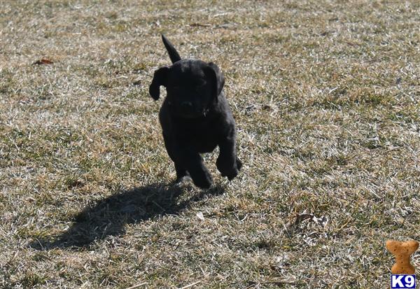 labrador retriever puppy posted by hoene buck branch